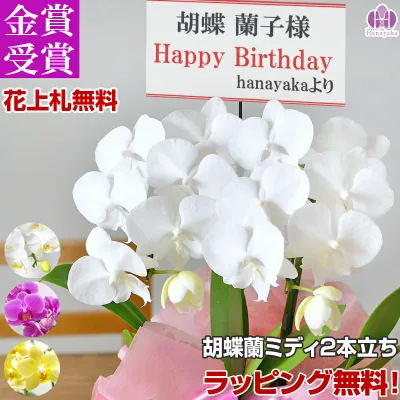 胡蝶蘭 ミディ 2本立ち 写真配信ありラッピング、カード付き 母の日 お祝い 花 プレゼント 贈り物 お供え 誕生日 開院 開店 開業 移転 就任 還暦 仏花 鉢花 ギフト MD