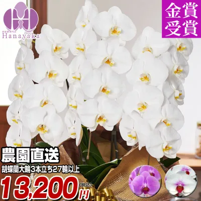 胡蝶蘭 大輪 3本立ち 27輪以上(つぼみ込)お祝い 開店祝い 就任祝い 移転祝い 花 ギフト お供え 誕生日 母の日 プレゼント 蘭 はなやか 9R