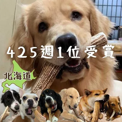 北海道産 鹿の角 \極太サイズ/鹿角 エゾシカ 犬 おもちゃ ペット おもちゃ TV取材多数 愛玩動物飼養管理士店長 推薦 デンタルケア 大型犬 中型犬 しつけ / いたずら / 甘噛み防止 犬の玩具 口臭対策 エゾシカ鹿角 犬 しつけ|翌日発送