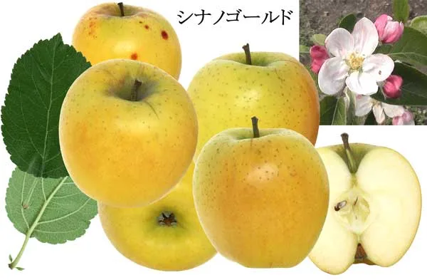 11月より発送!【長野産】【送料無料】【予約特別価格】【数量限定】【訳あり】見た目を気にしない方に!シナノゴールド 約4.5kg雑箱入り・大小ふぞろい有