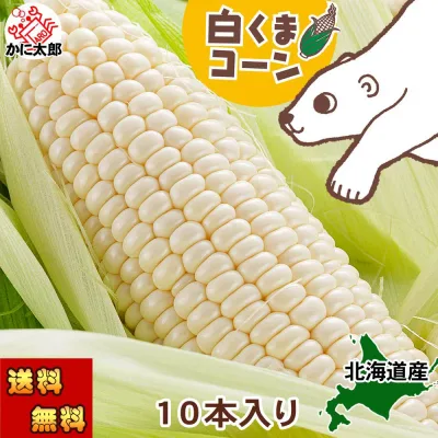 予約商品 送料無料 白い とうもろこし 旭山動物園 白くまコーン 6本/10本入り 北海道産 トウモロコシ スイートコーン ピュアホワイト ホワイトレディー 朝もぎ ホワイトコーン 朝採り 野菜 産地直送 とうきび なんば 北海道 コーン グルメ お取り寄せ 通販 生で食べられる