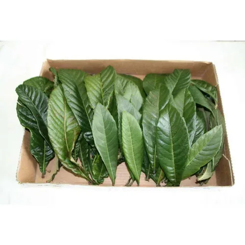 無農薬 枇杷の葉(びわの葉)300g(枇杷の生葉30枚~40枚)【長崎・大分県産】 枇杷葉毎週2回入荷 ※送料無料(一部地域を除く) ※除草剤不使用 ※同梱不可