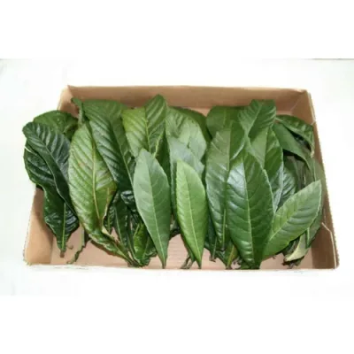 無農薬 枇杷の葉(びわの葉)300g(枇杷の生葉30枚~40枚)【長崎・大分県産】 枇杷葉毎週2回入荷 ※送料無料(一部地域を除く) ※除草剤不使用 ※同梱不可