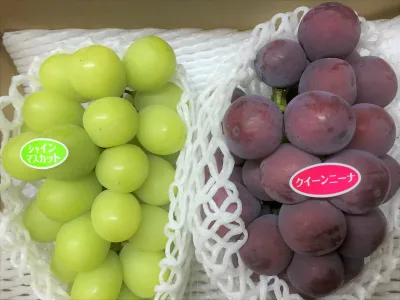 信州産 露地栽培「クインニーナ&シャインマスカット 詰め合わせセット」 贈り物にもピッタリ! 上級ランク 約1〜1.2kg(2〜3房入り)/箱【送料無料(一部地域は有料)】