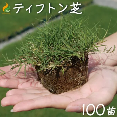 ティフトン芝 ポット苗(キューブ苗)100苗 約20平米分 ティフトン芝419 暖地型西洋芝生 芝生 ティフトン 芝 芝苗 天然芝 苗 自社生産 暖地型芝生 園庭緑化 校庭緑化レビューを書いて次回使えるクーポンプレゼント!