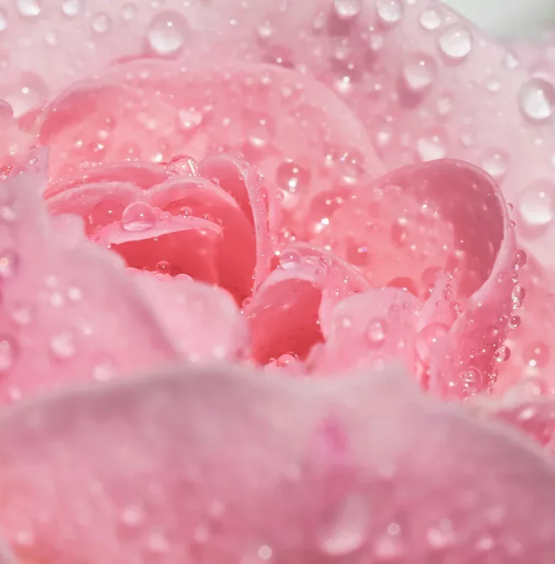 ローズrose waterオーガニックローズウォーター 50ml