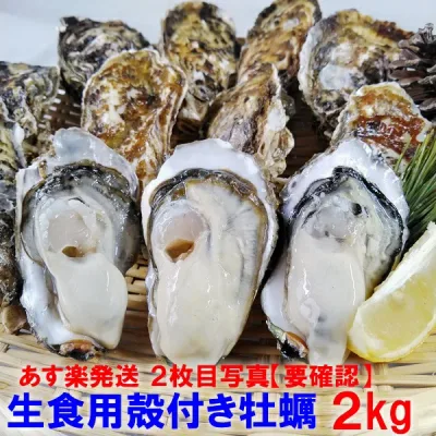 【10%OFFクーポン有 】牡蠣 殻付き 生牡蠣 「生食用 殻付き 牡蠣 2kg」 (14~35粒) 殻付 牡蛎 殻付 宮城県産 貝類 貝 kaki oyster オイスター カキ 海産物 魚介類 海鮮 松島牡蠣屋 貝類 貝 kaki oyster オイスター【ふるさと納税リンクあり