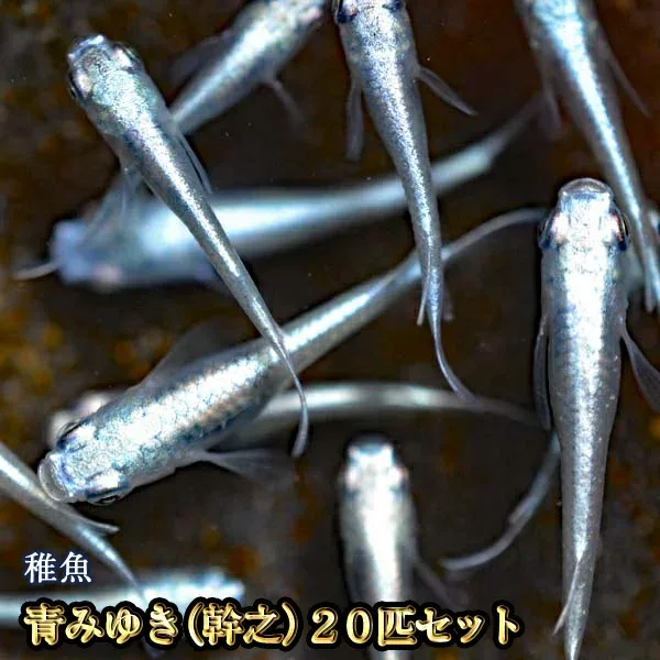【送料無料】青みゆき(幹之)めだか 未選別 稚魚 SS〜Sサイズ 20匹セット / 鉄仮面血統 / 青みゆき(幹之)メダカ (※沖縄は別途送料必要)