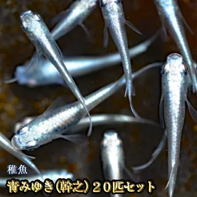 【送料無料】青みゆき(幹之)めだか 未選別 稚魚 SS〜Sサイズ 20匹セット / 鉄仮面血統 / 青みゆき(幹之)メダカ (※沖縄は別途送料必要)