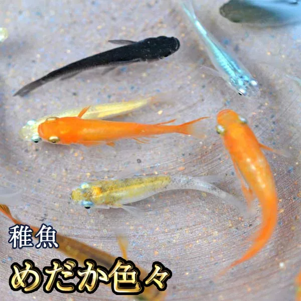 【送料無料】めだか色々お楽しみセット 稚魚 SS〜Sサイズ / メダカ (※沖縄は別途送料必要)