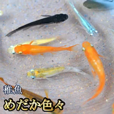 【送料無料】めだか色々お楽しみセット 稚魚 SS〜Sサイズ / メダカ (※沖縄は別途送料必要)