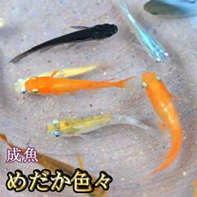 【送料無料】めだか色々お楽しみセット / メダカ (※沖縄は別途送料必要)
