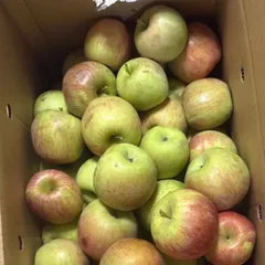 加工用りんご 10kg 訳あり 送料無料
