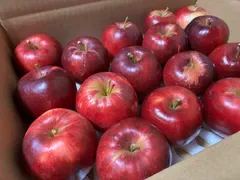 秋田県産 りんご 紅玉 家庭用 小玉 箱込約3kg