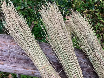 稲藁3株分(3束)注連飾り 注連縄 稲わら 藁苞納豆作りに 敷き藁マルチにどうぞ