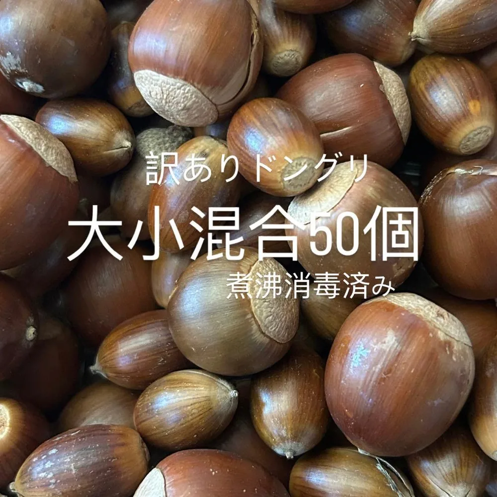 ひび割れどんぐり 50個煮沸消毒済み 木の実
