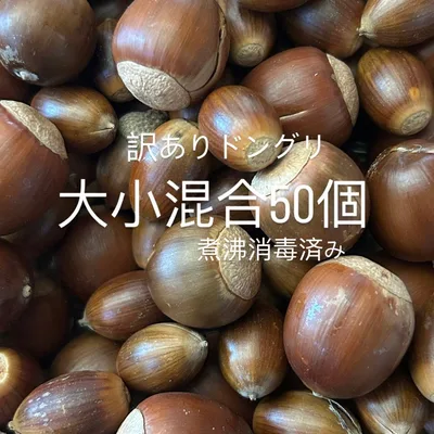 ひび割れどんぐり 50個煮沸消毒済み 木の実