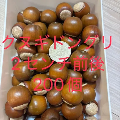 クヌギ どんぐり 200個 2センチ前後 リース素材 ハンドメイド資材