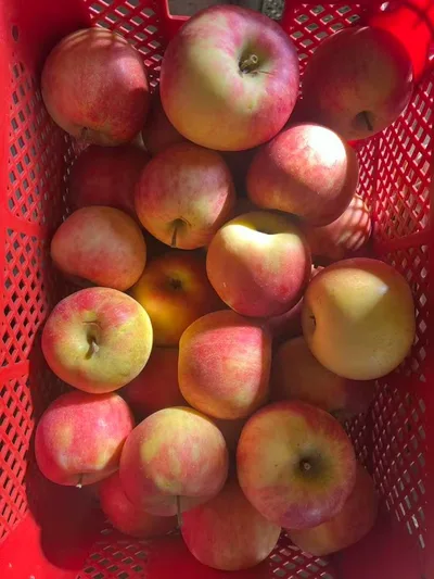 山形県産りんご 北斗10kg 訳あり品 大玉