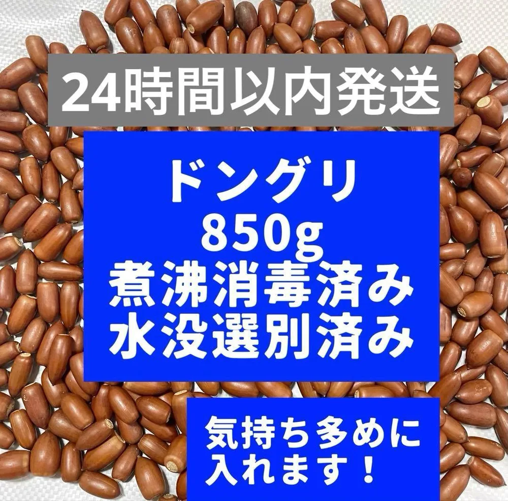 【煮沸消毒済み】ドングリ どんぐり マテバシイ 850g