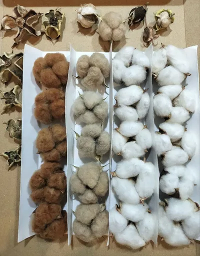 綿花 コットンフラワー 20個セット