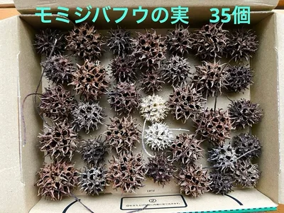 モミジバフウの実 35個 ハンドメイド素材