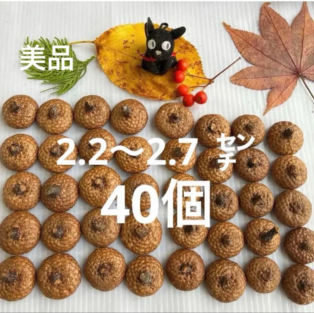 北海道 レッドオーク どんぐり帽子 枝付き 40個 煮沸消毒、乾燥、磨き済
