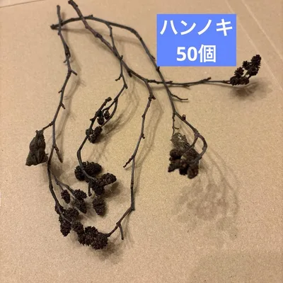 ハンの木の実 6~25cm前後