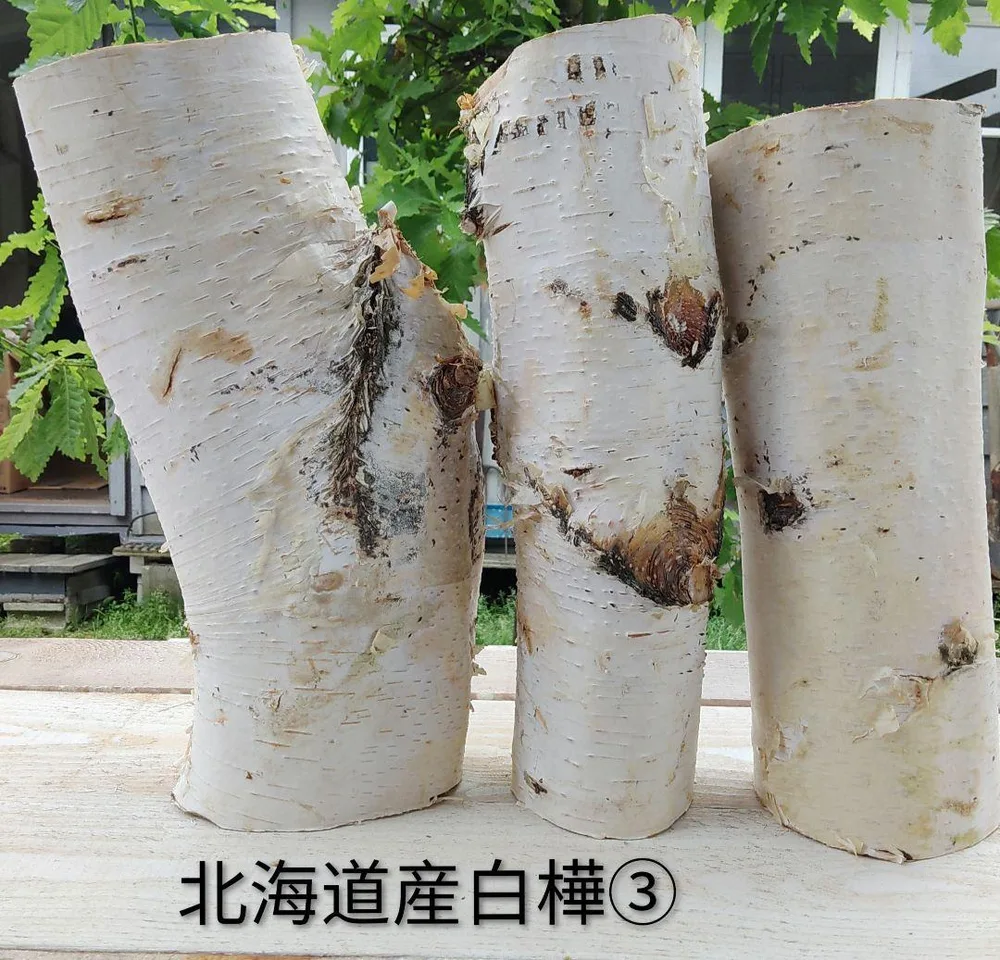 白樺③ 丸太 3本セット 北海道産キャンプ クラフト
