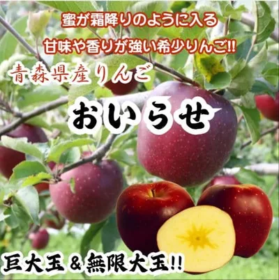 ★期間限定★青森県産 おいらせ りんご 巨大玉&無限大玉 贈答用 6~8玉 ㉗