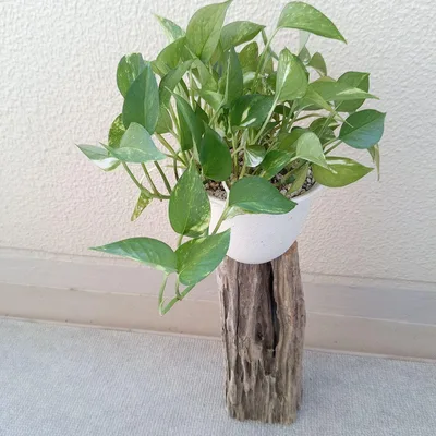 河川の天然流木「ヒノキ」自立式 観葉植物レイアウト素材