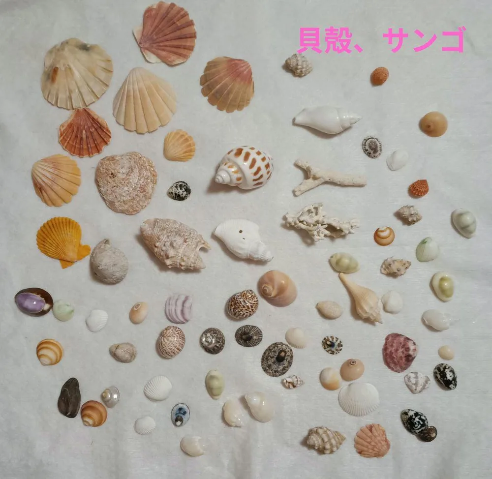 天然貝殻セット 詰め合わせ ハンドメイド素材