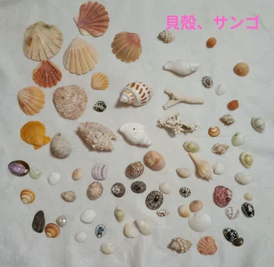天然貝殻セット 詰め合わせ ハンドメイド素材