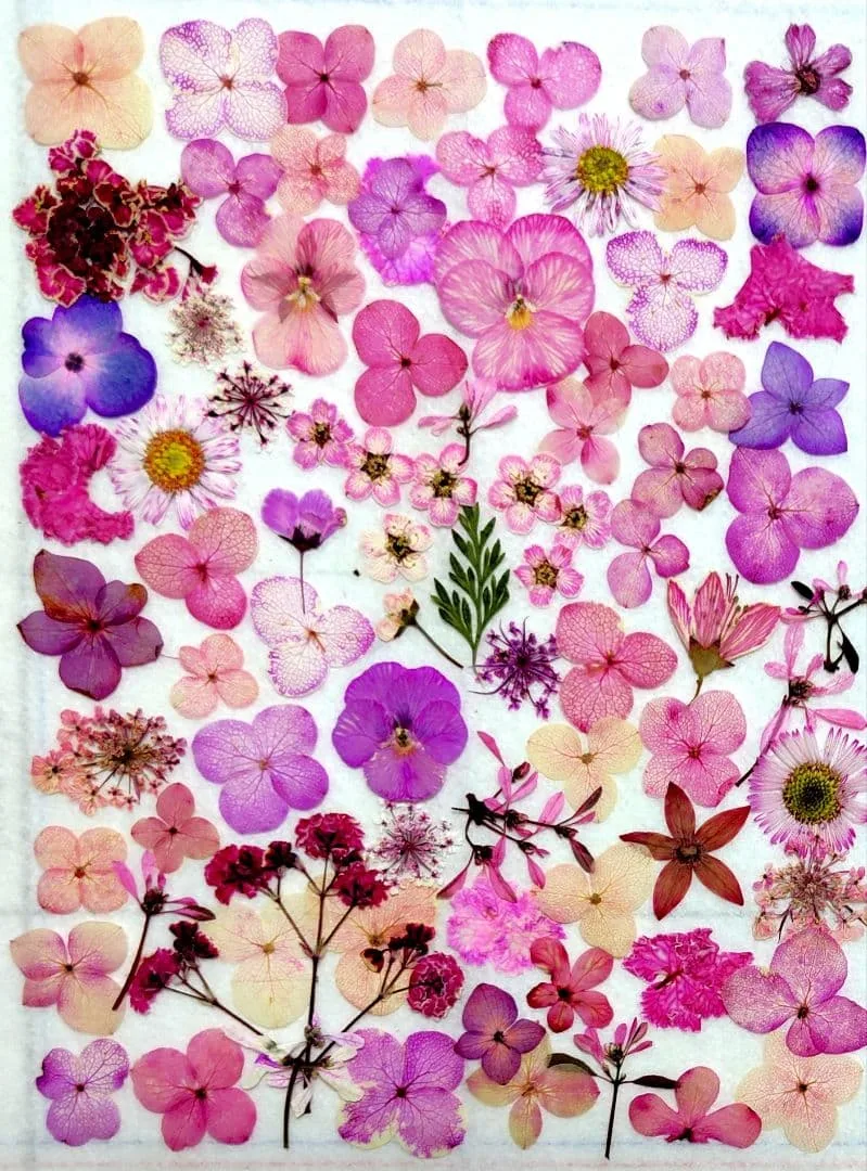 押し花素材 No10 すべて2.5センチ以下の着色小花 ピンク、赤色系