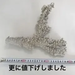 天然サンゴ 白珊瑚30cmインテリア・アクアリウムに