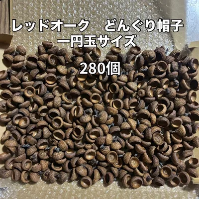 一円玉サイズ レッドオーク どんぐり帽子 280個