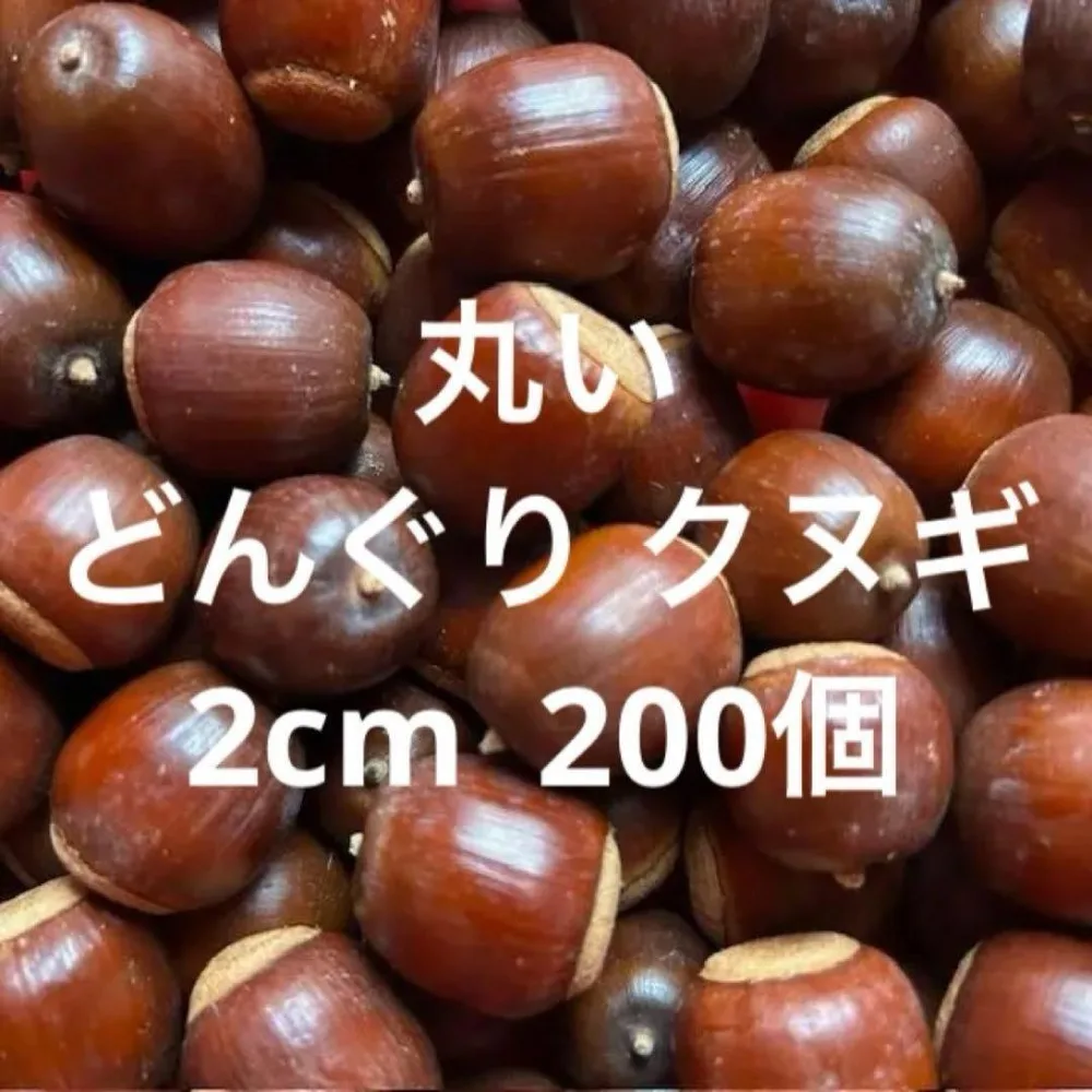 丸い ドングリ【クヌギ】 200個