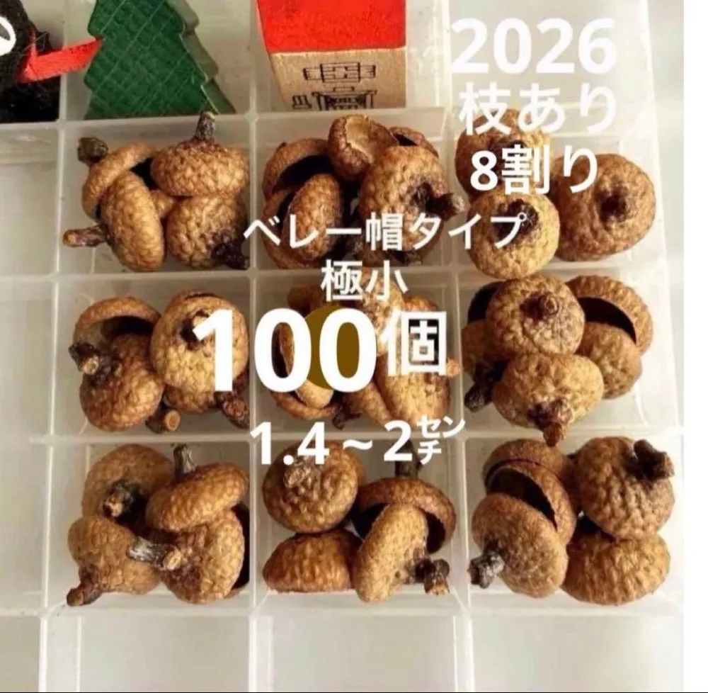 2026 北海道産 レッドオーク どんぐり帽子 100個 極小サイズ
