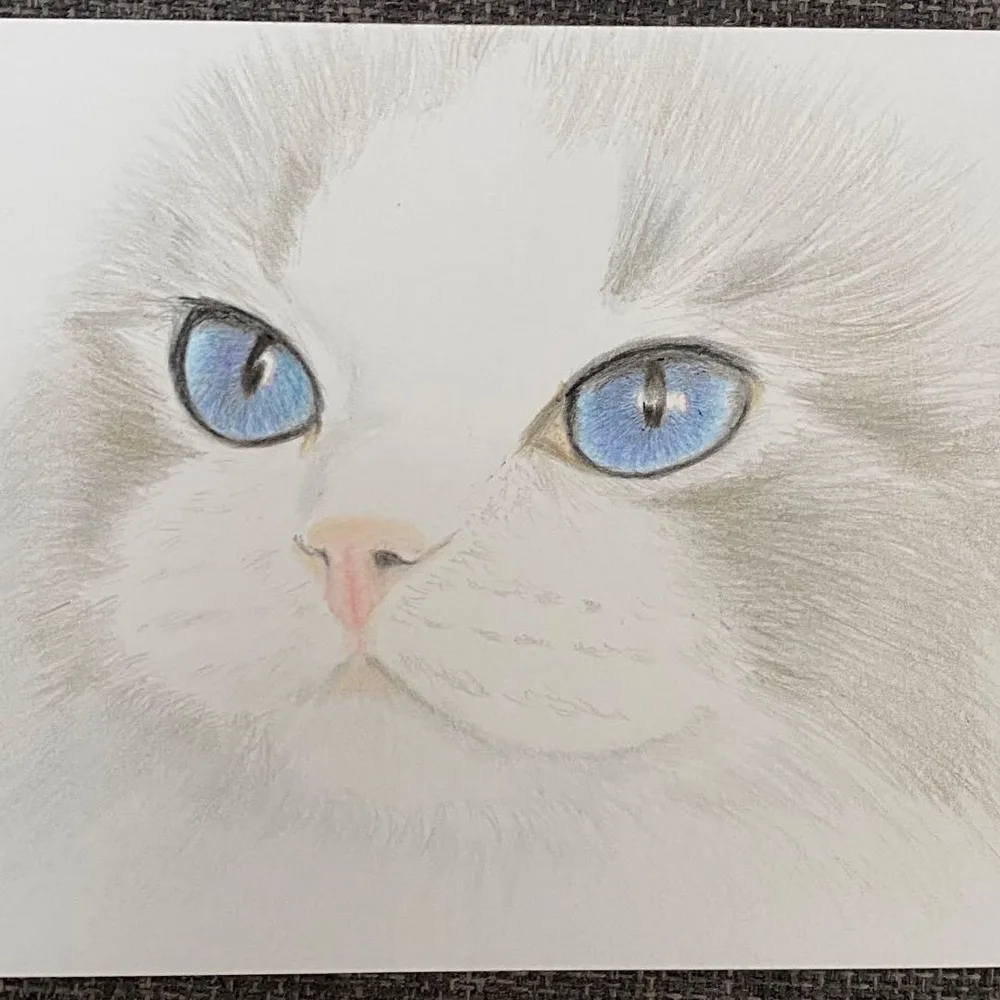 J36「ねこ」青い瞳の猫 絵画 色鉛筆 原画 ハンドメイド