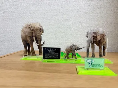安佐動物公園 アクリルスタンド マルミミゾウ親子セット
