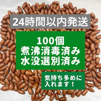 【煮沸消毒済み】ドングリ どんぐり マテバシイ 100個 工作やえさなどに!