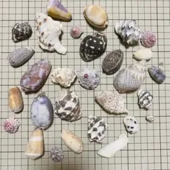 天然貝殻セット 貝がら