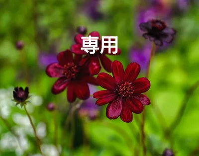 พิเศษ