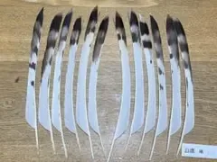 【新品】白鷹 石打 4つ矢分 弓道 ハクタカ 尾羽