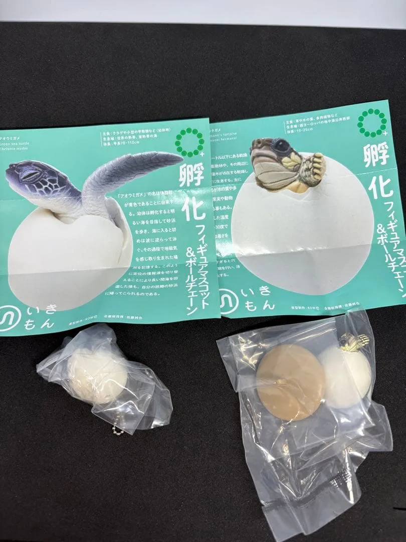 孵化 フィギュアマスコット&ボールチェーン アオウミガメ ニシヘルマンリクガメ