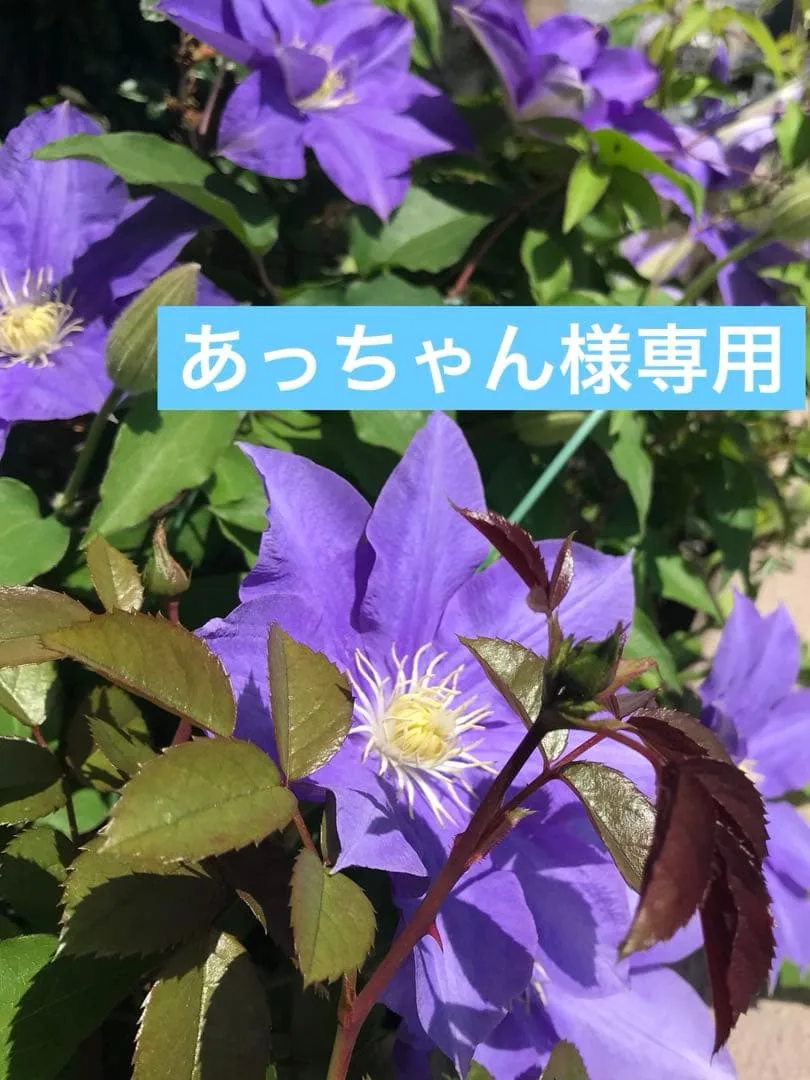 【あっちゃん様専用】ハンドメイド バッグとがま口ポーチ