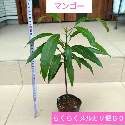 宮崎県産 マンゴー実生苗(アーウィン)M4 らくらくメルカリ便
