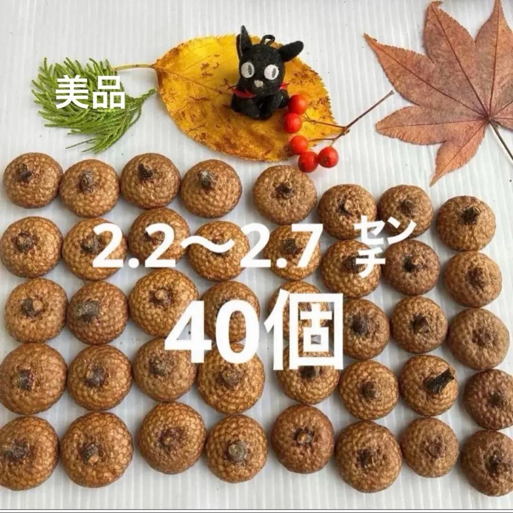 北海道 レッドオーク どんぐり帽子 半分穴あき 40個 うろこ模様が綺麗です