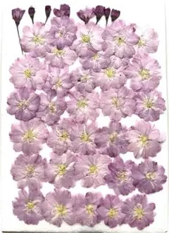 K-110 押し花 八重桜 つぼみ付き 押したて!k