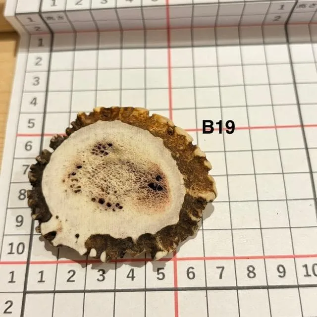鹿の角 B19 北海道産 鹿角 鹿のツノ しかつの